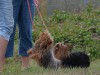 2019-bridgewalk-087