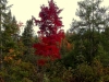 Fall in Lovells Township