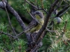 Kirtlands Warbler