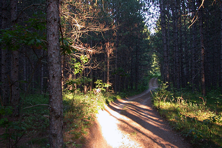 Forest Hike - Lovells Township